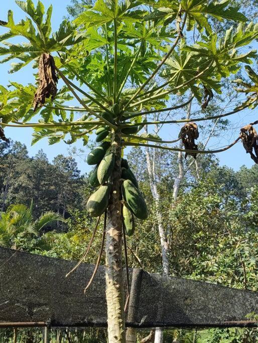 Sitio Paraiso Verde Juquitiba Eksteriør bilde